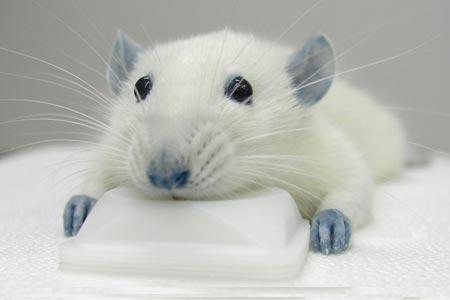 Mice Aging reversed