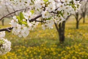 Spring