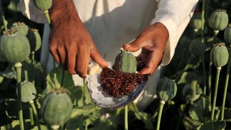 Afghan Farmer collecting Raw Opium