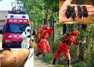 Chi9nese Fire Fighters Killing Hornets Nests in a Park
