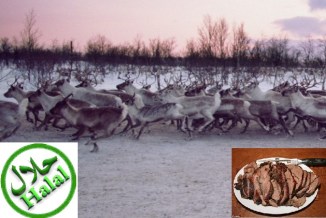 Norwegian Reindeer Halal Meat