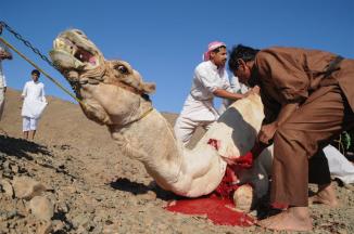 Saudi Bans Camel Slaughter During Hajj Pilgrimage