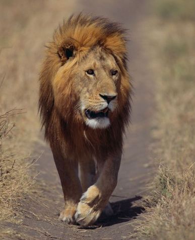 Pet Lion in the Streets of Dubai